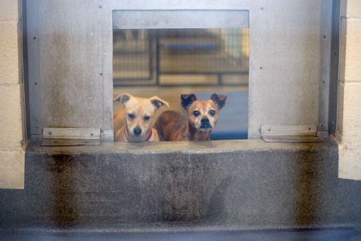 Chihuahuas Overwhelm California Animal Shelters