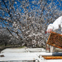 Almond Farm Bees - 1