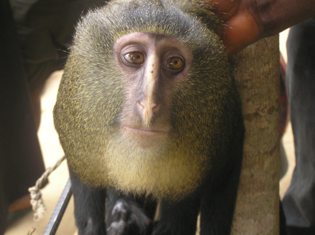 New Species 2013