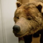 Monarch the bear