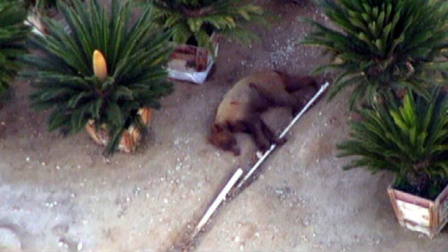 The bear after it was tranquilized.