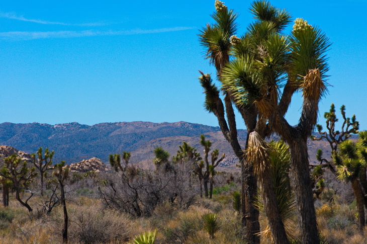 Joshua Tree 08_$e0.jpg