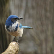 A western scrub jay