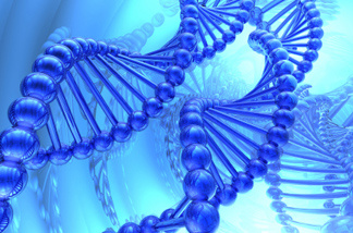 An illustration of the DNA double helix