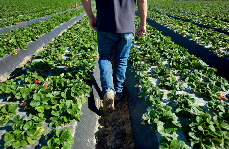 Strawberry Farm - 13