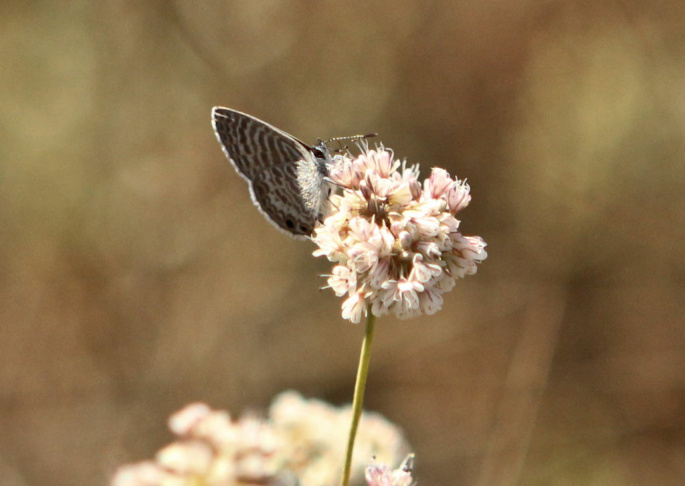 El segundo blue butterfly