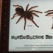 new spider heavy metal