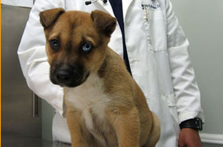 Veterinarian Jerrold Boone says Cookie, who has roundworms, is too young to receive topical pesticides. She gets a tablet instead.