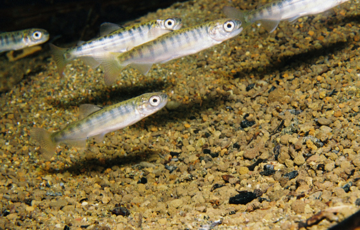 Chinook Salmon (juvenile) Photo Credit: Roger Tabor (USFWS)
