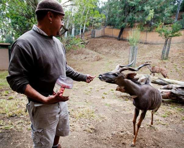 LA Zoo New Animals - 2