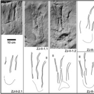 Dinosaur tracks.