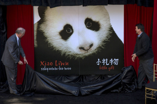 baby panda, giant panda cub, san diego zoo