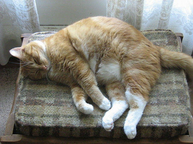 Orange Cat