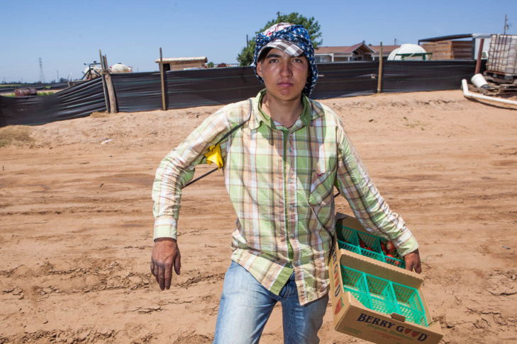 Walmart Strawberry Supply Chain