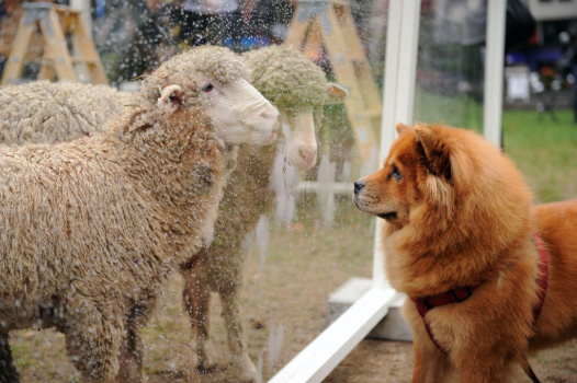 Campaign For Wool Launch In Bryant Park