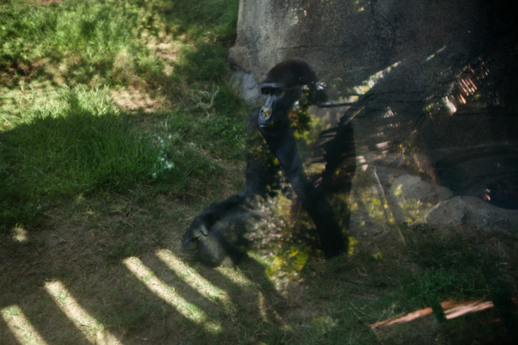 Zoobiquity - 4
