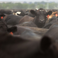Historic Drought Cripples Ranches And Farms In American West
