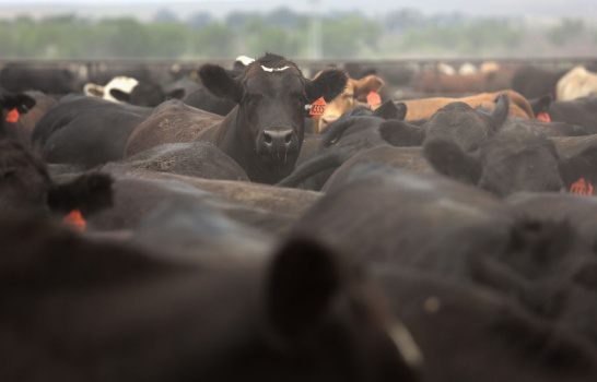 Historic Drought Cripples Ranches And Farms In American West
