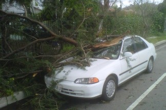 Valley Village resident Ellen Scott hopes she'll get some help from the city. A tree fell on her white sedan during the storm on March 20, 2011, and she has no comprehensive insurance.