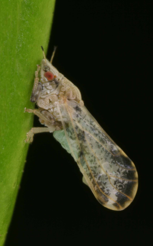 Adult Asian citrus psyllid