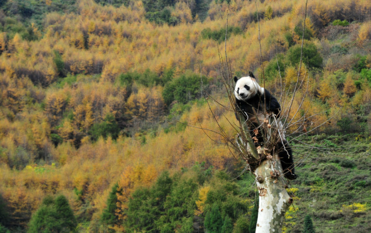 CHINA-NATURE-GIANT PANDA