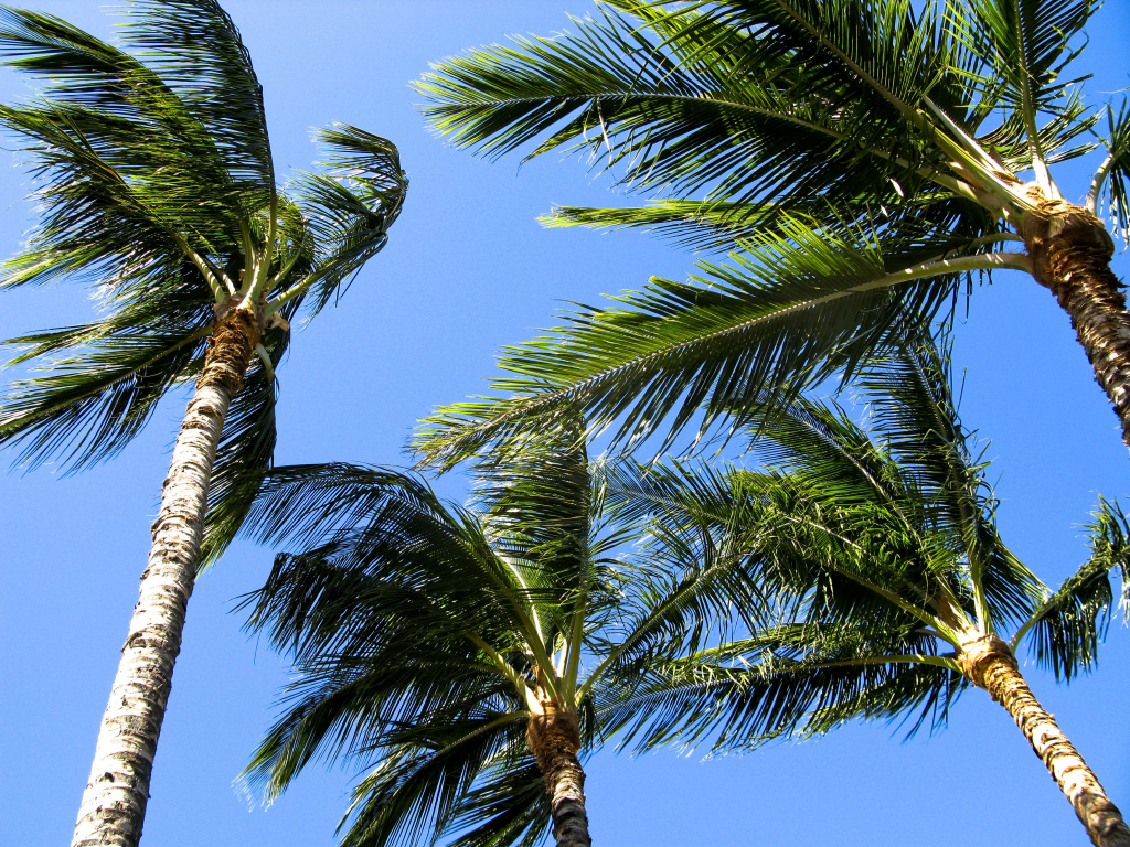 christmas brings california cooler weather gusty winds christmas palm tree picture