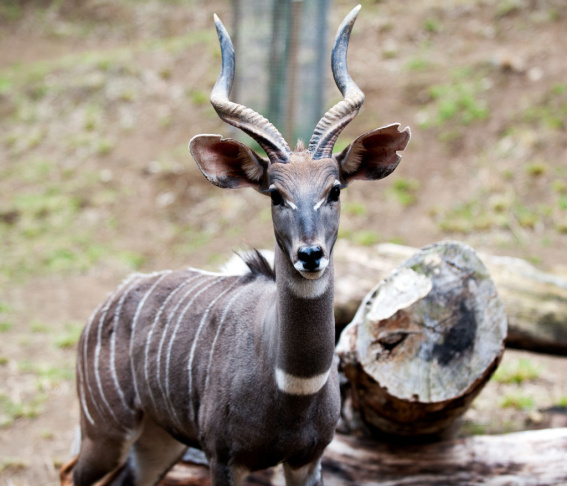 LA Zoo New Animals - 5