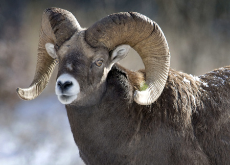 A Bighorn Sheep near the road between Ba
