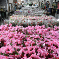 View of packed bouquets of roses ahead o