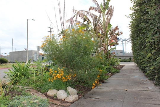 Sidewalk vantage of Ron Finley's garden
