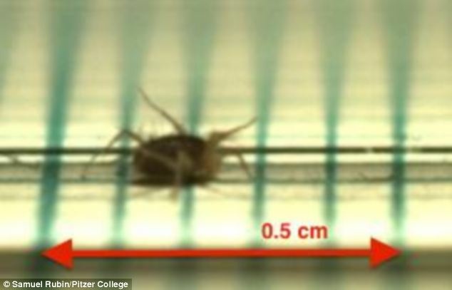 A Southern California mite holds the record for the world's fastest land animal.