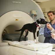 Dog MRI