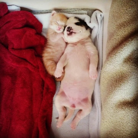 Image of adoptable kitten and puppy pair, Mango and Milkshake