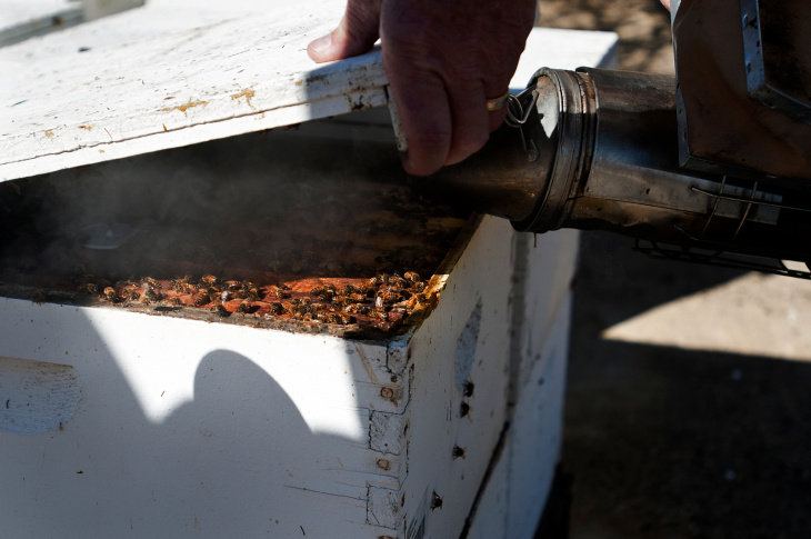 Almond Farm Bees - 8
