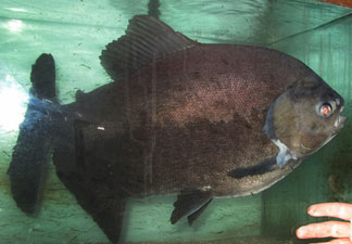 Buttkiss has been living in the same 4-foot-long, 75-gallon tank for most of his life.