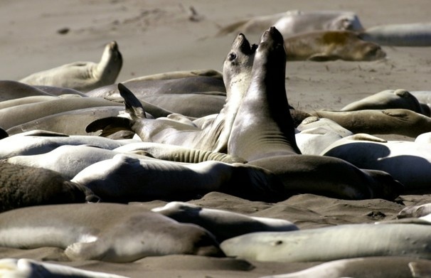 Elephant seals