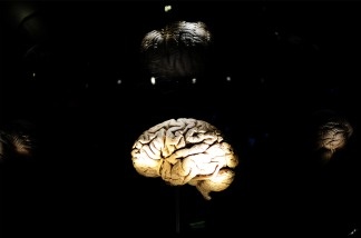 A view of an interactive display during a preview of 'Brain: The inside story' exhibition at the American Museum of Natural History in New York, November 16, 2010.