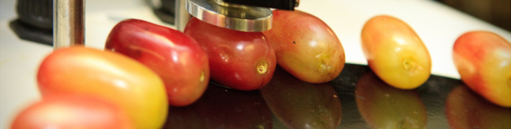 Tomato Food Science