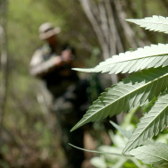 Campaign Against Marijuana Planting Pot Garden Raid
