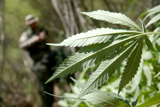 Campaign Against Marijuana Planting Pot Garden Raid