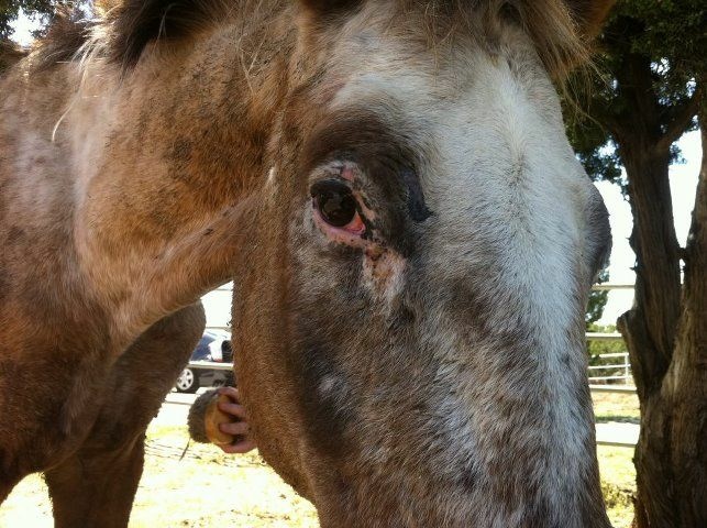 Rescuers said this horse suffered from starvation, sores and infections. The horse's owner was arrested and charged with animal cruelty.