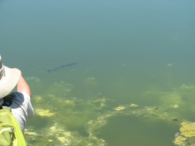 An endangered steelhead trout was seen in Malibu Lagoon on May 15, 2014. It's the first-known instance of the fish in the site in decades.