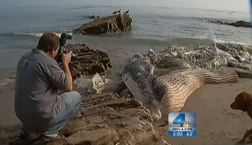 Malibu Whale 2