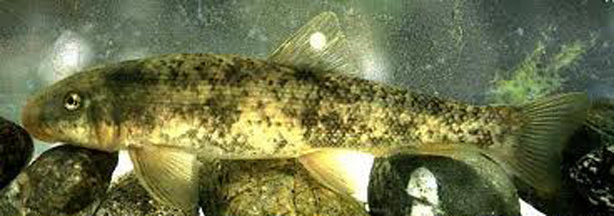 A Santa Ana sucker.