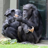 A child watches chimpanzees sharing a co