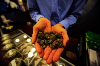 The manager of Sunset Junction medical marijuana dispensary holds up marijuana plant buds in Los Angeles, California.