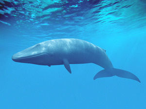 Blue whale swimming alone in the ocean.