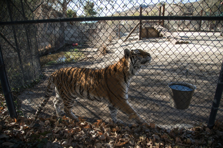 Tippi Hedren Shambala Preserve Feline Cat Tiger Lion