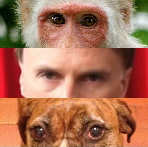 Eyes for hunting