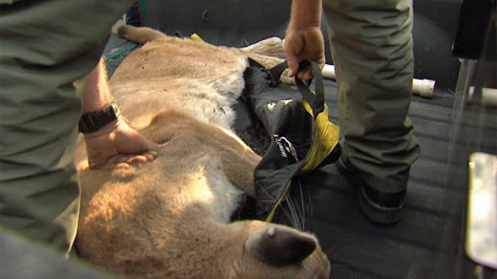 Glendale Mountain Lion